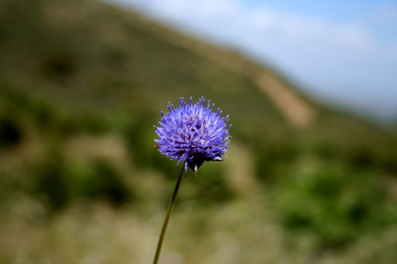 vedovina...? No, Jasione montana